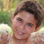 Noah, a Holmes County 4-H member, is learning responsibility through the 4-H Chick Chain project.
