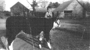 Nelson Clark showing a steer, circa late 1940's/early 1950s