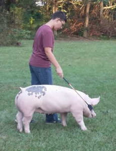 Proper placement of your crop or cane is very important. NEVER beat your pig with it!