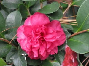 Camellia sasanqua 'Bonanza' flower