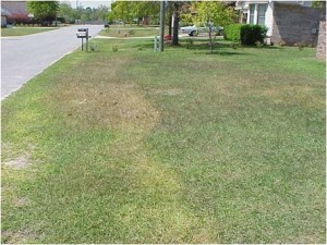 Lawn cold injury from too early fertilizer application