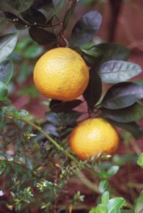 satsuma__smaller_by_David_W_Marshall