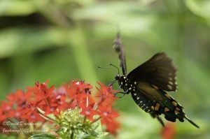 Butterfly feeding on red pentas