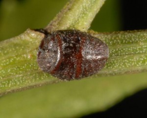 Adult Scale - Image Courtesy Lyle Buss
