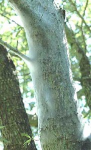 Tree cattle webbing. Photograph by Douglas L. Caldwell, University of Florida