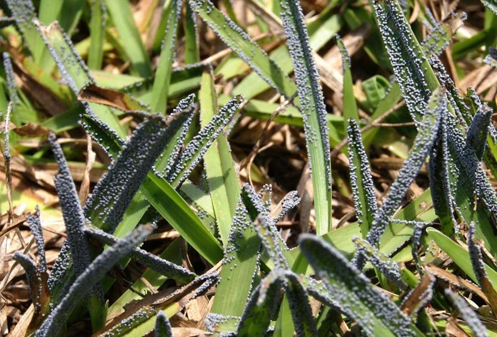 frequent-rains-induce-slime-mold-in-panhandle-lawns-uf-ifas-extension