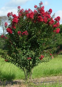 Crapemyrtle Cultivar: 'Red Rocket' Image Credit: Gary Knox