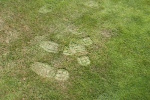 Footprints in turfgrass are a common symptom of drought stress. They are the result of a loss in turgor pressure, due to lack of water, in plant tissue.