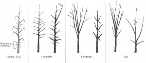 "Florida fancy" is the best quality of tree, with quality decreasing to "cull" level. Notice the difference in branch angles and direction between each group. Figure courtesy FDACS, Division of Plant Industry