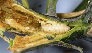 Squash Vine Borer larva. Image Credit Matthew Orwat