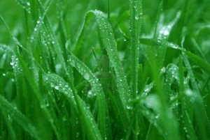 green-grass-with-drops-raining