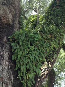 The fern that was completely dry one day will turn a vibrant green just after a rainfall. Photo credit: Carrie Stevenson