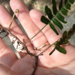 The thin, elongated rhizomes of the resurrection fern root into the crevices of a live oak's bark. Photo credit: Carrie Stevenson