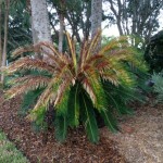 king sago palm with manganese deficiency symptoms