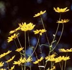 swamp sunflower