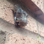 A young bat roosts along the bricks of a UWF campus building last summer.
