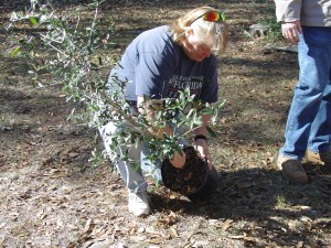 Removal of the container and inspection of the rootball is critical to tree survival.