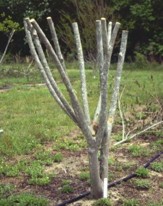 Figure 2. Topping is the drastic removal of large-diameter wood (typically several years old) with the end result of shortening all stems and branches. Topping crapemyrtle is often referred to as “crape murder” because topping usually is not recommended for crapemyrtle. Image Credit Dr. Gary Knox