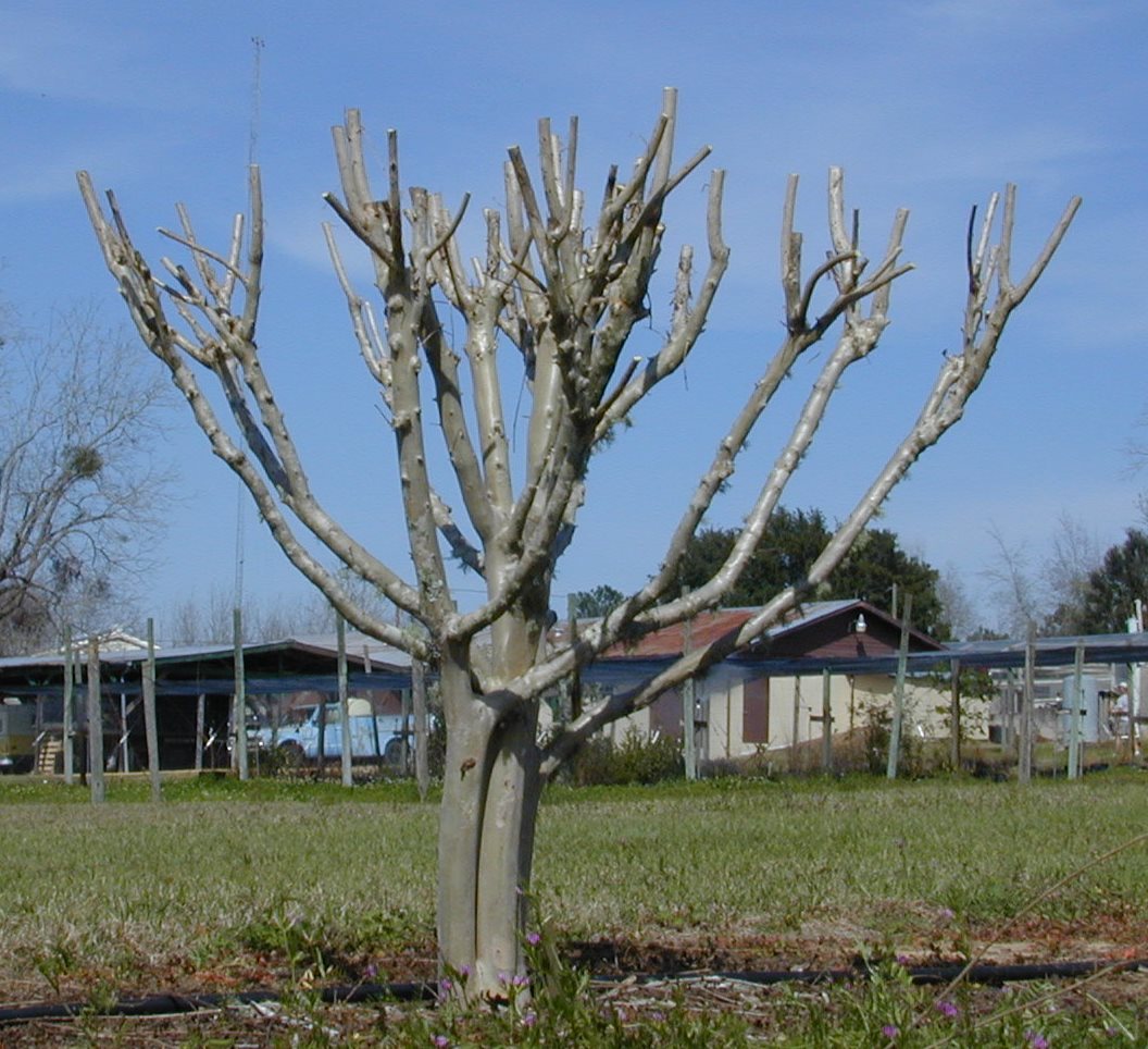 Figure 1. Topping is the drastic removal of large-diameter wood (typically several years old) with the end result of shortening all stems and branches. Topping crapemyrtle is often referred to as “crape murder” because topping usually is not recommended for crapemyrtle. Image Credit Dr. Gary Knox 