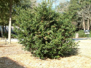 Burford holly is a beautiful holly that gives birds a place to hide. Credit: Beth Bolles, UF IFAS Extension Escambia County