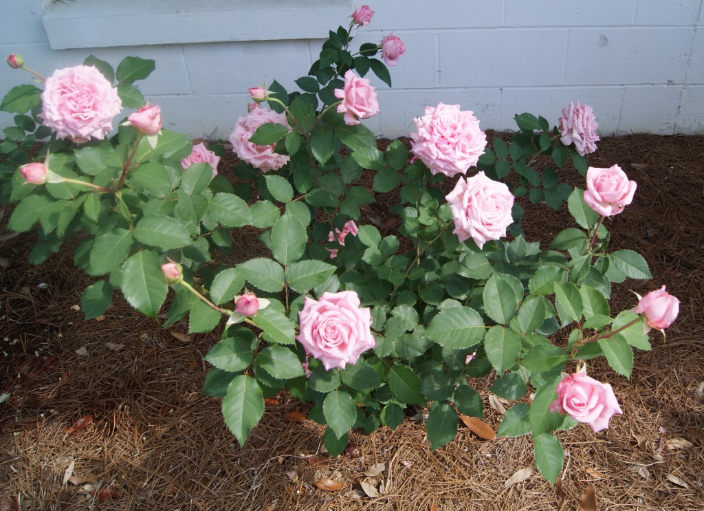 First flush of properly pruned Belinda's Dream shrub rose. Image credit Matthew Orwat