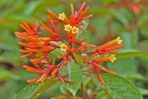 Firebush is wonderful butterfly attractant. Photo courtesy of UF/IFAS.