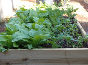 This raised bed garden is used at the Roy Hyatt Environmental Center to teach youth about gardening and provide food for numerous animals housed at the center. Photo credit: Molly O'Connor