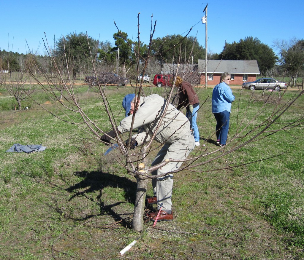 Santa Rosa County Master Gardener Pruning a Stone Fruit tree at the WFREC
