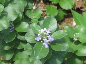 Beach vitex is a newly introduced invasive found on our local barrier island due systems. Photo credit: Rick O'Connor