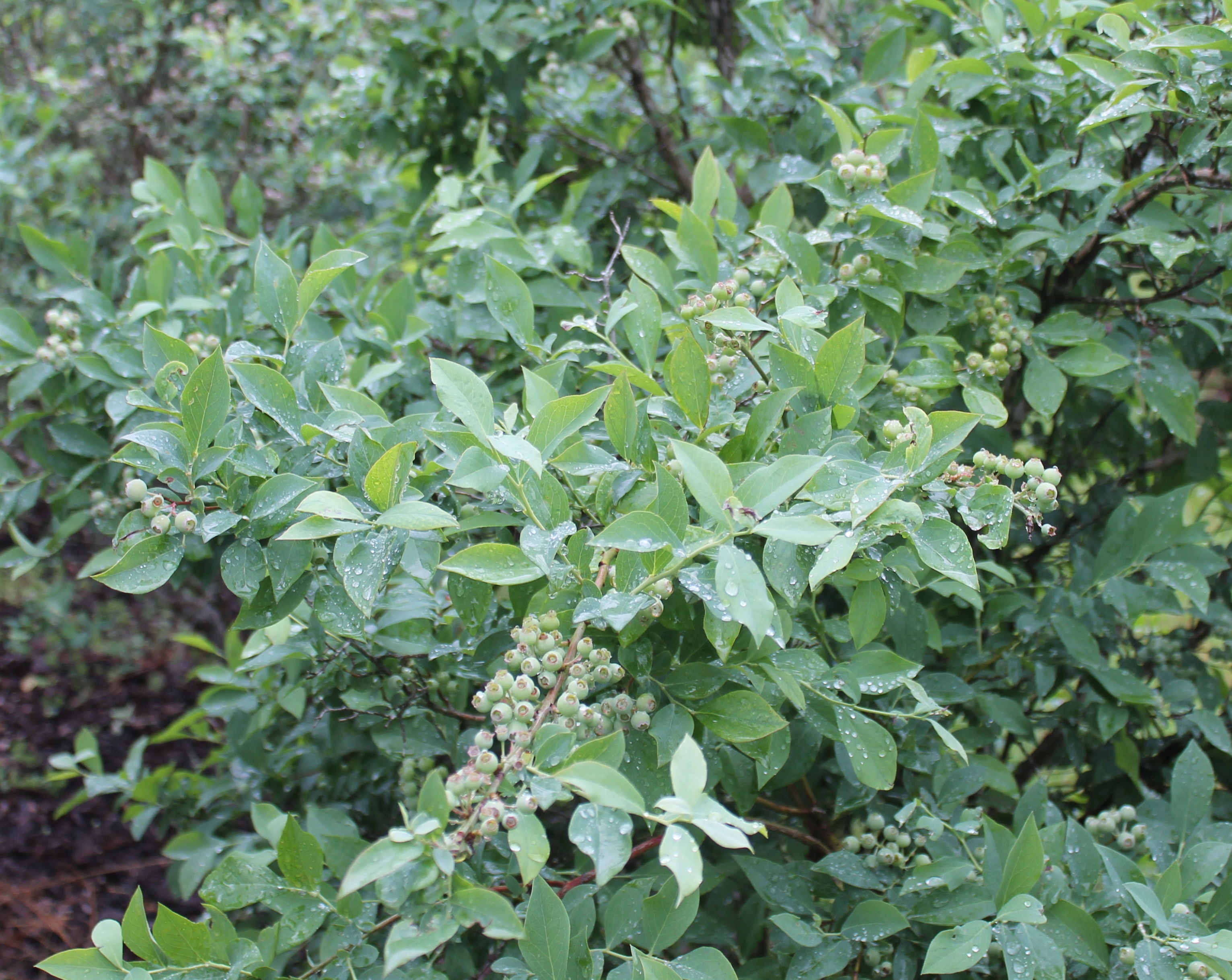 Blueberry season in california