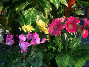 flowering houseplants