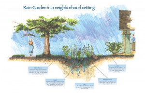 This diagram shows how a rain garden works in a home landscape. Photo courtesy NRCS