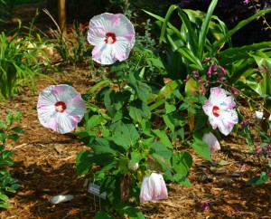 Flowering plants benefit from fertilizer but make sure your soil needs the nutrients before an application. Photo: Beth Bolles, UF IFAS Escambia Extension