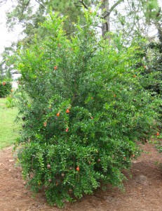 Purple Sunset pomegranate tree.