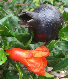 Flower and fruit of the pomegranate.