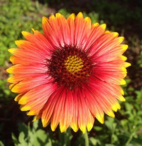 Native Gaillardia. Photo courtesy UF/IFAS.