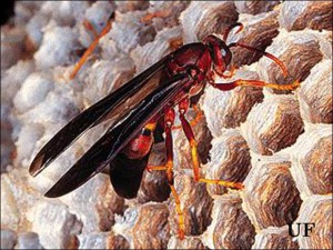 Paper wasp, Photo Credit: UF/IFAS Extension