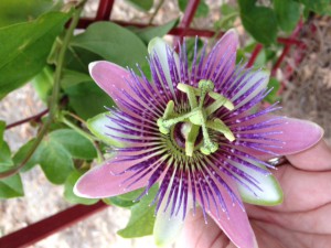 Purple passionflower