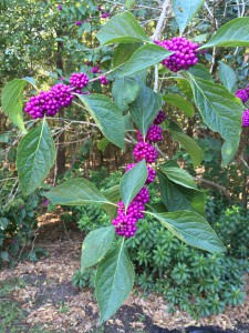 beautyberry branch with fall berries