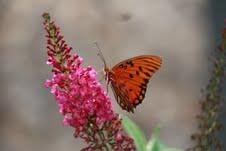 butterfly bush and gulf fritillary butterfly