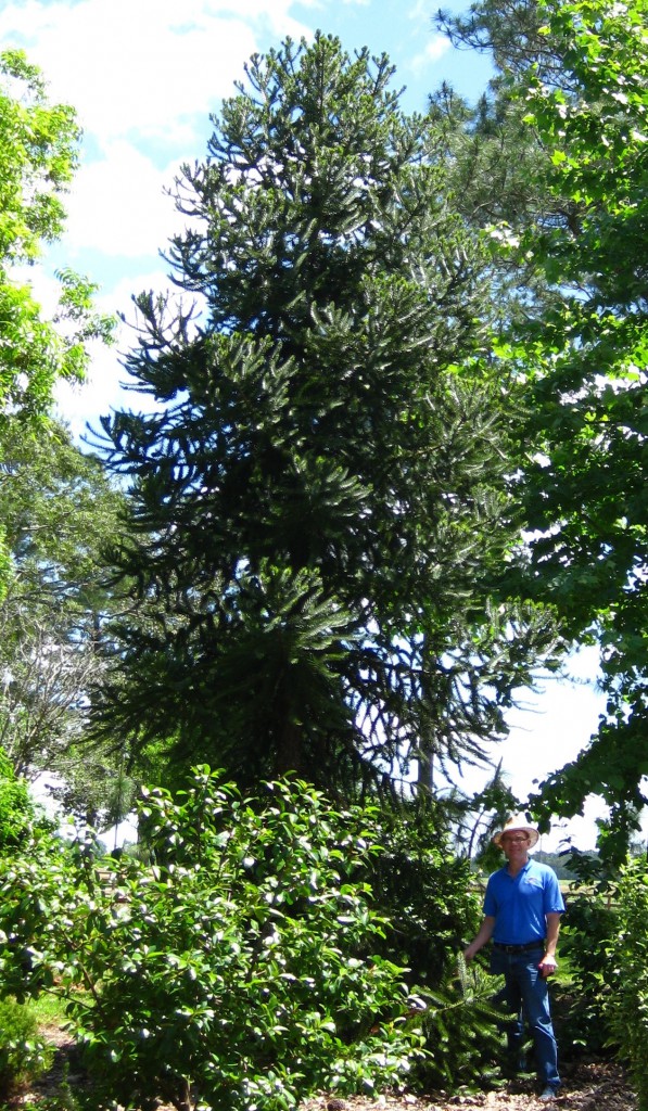 Parana pine, Araucaria angustifolia, is a rare type of conifer in the Gardens.