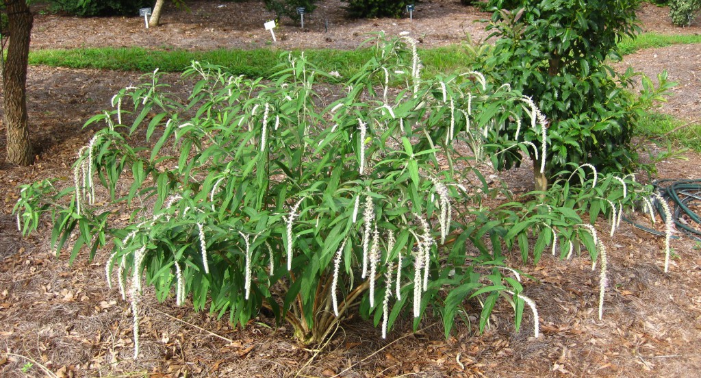 Weeping false butterflybush, Rostrinucula dependens, is a new and unusual perennial being evaluated in Gardens of the Big Bend.