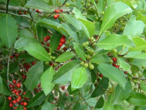 The Savannah holly has beautiful leaves and berries throughout the winter. Photo credit: Carrie Stevenson