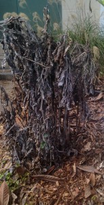 Frozen perennial