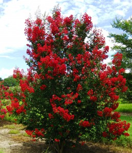 Figure 2. With proper cultivar selection and placement in the landscape, crapemyrtle develops into a beautifully shaped tree that rarely needs pruning. This crapemyrtle is Red Rocket®.
