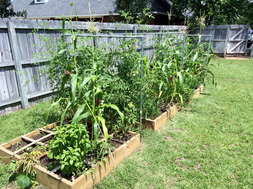 Raised bed spring vegetable garden in NW Florida