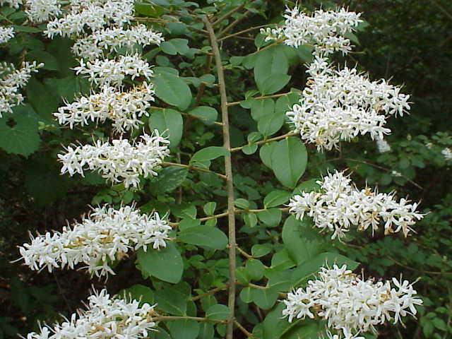 Chinese Privet - UF/IFAS Extension Escambia County