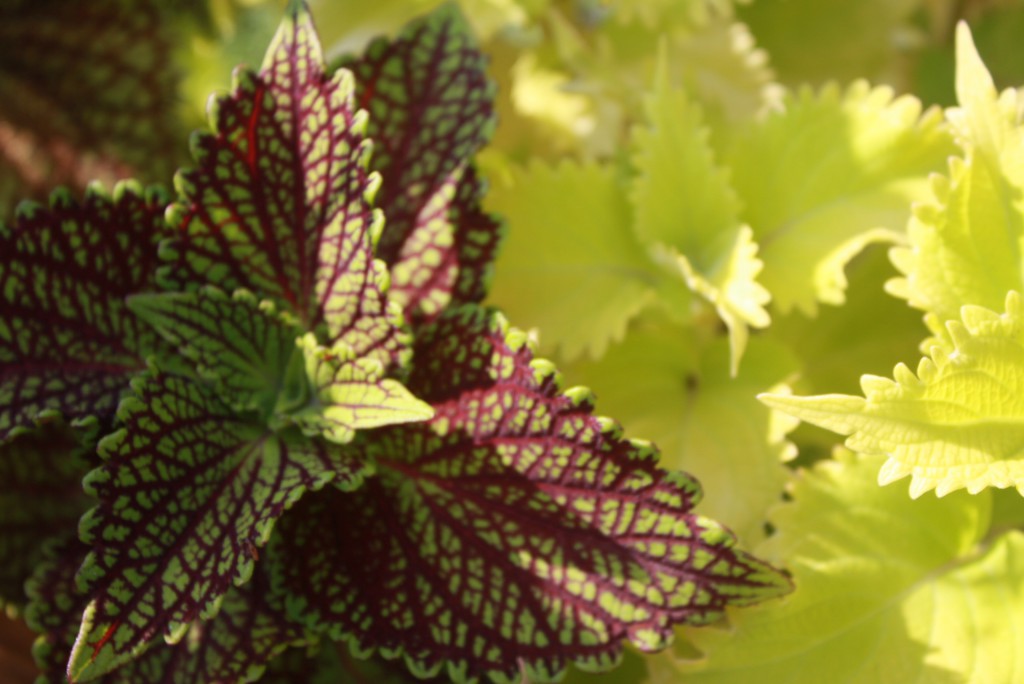 Coleus
