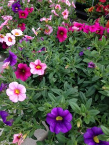 Calibrachoa