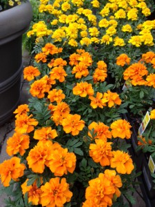 Marigold